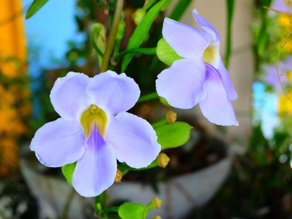Rommai Rimnaam Resort Ranong Dış mekan fotoğraf